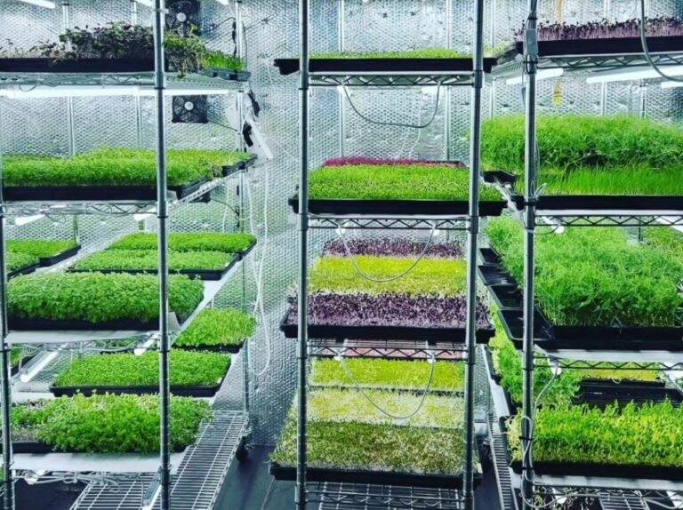 Interior shot of vertical farm showing microgreens growing on shelves