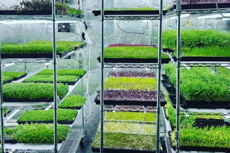 Interior shot of vertical farm showing microgreens growing on shelves