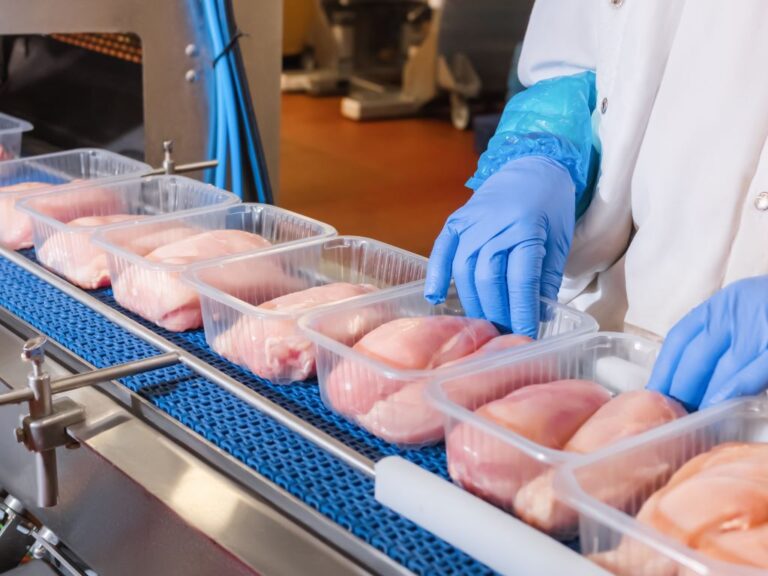 Raw chicken breasts on a factory production line
