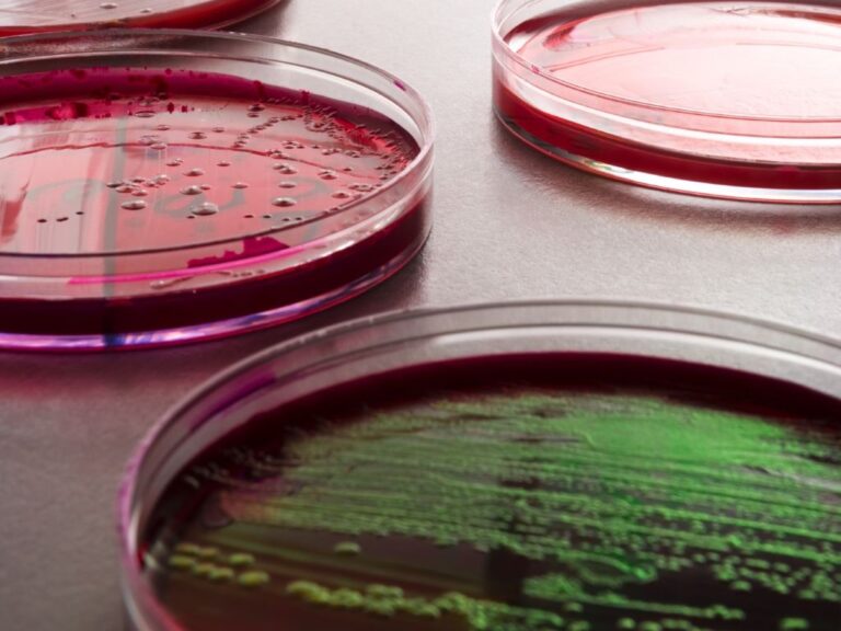Petri dishes