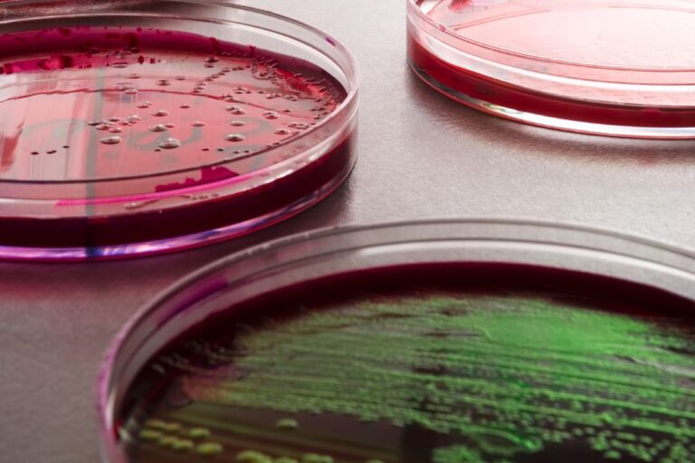 Petri dishes